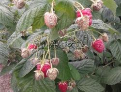 海尔特兹 红树莓品种之一