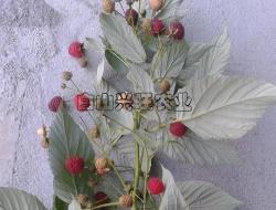 双季红树莓 营养价值