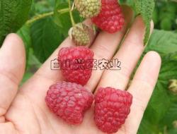 高产双季红树莓海尔特兹