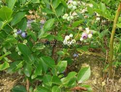 美登蓝莓苗