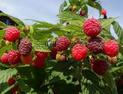 双季红树莓产品 树莓茶